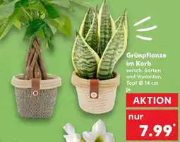 Kaufland Grünpflanze im Korb Angebot