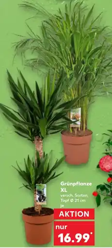 Kaufland Grünpflanze XL Angebot