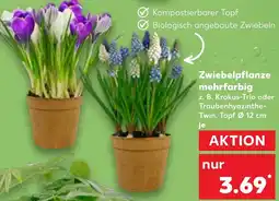 Kaufland Zwiebelpflanze mehrfarbig Angebot