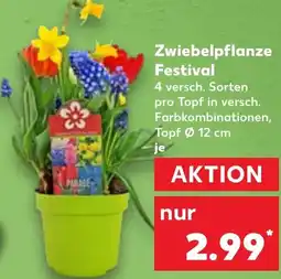 Kaufland Zwiebelpflanze Festival Angebot