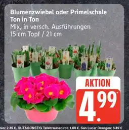 Edeka Blumenzwiebel oder Primelschale Ton in Ton Angebot