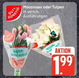 Edeka Moosrosen oder Tulpen Angebot