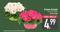 Edeka Primel-Schale Angebot