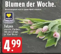 Edeka Tulpen Angebot
