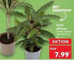 Kaufland Grünpflanze versch. Sorten, Topf Ø 17 cm je Angebot