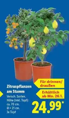 Lidl Zitruspflanzen am Stamm Angebot