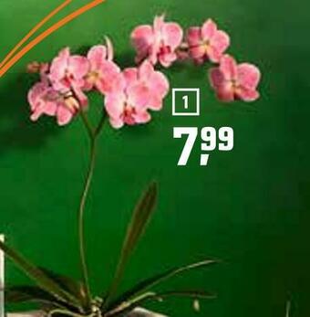 OBI Schmetterlings-orchidee Angebot