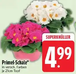Edeka Primel-Schale Angebot