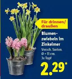 Lidl Blumenzwiebeln im Zinkeimer Angebot