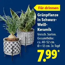 Lidl Grünpflanze in Schwarz- Weiß- Keramik Angebot