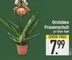 E-Center Orchidee Frauenschuh Angebot