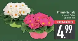 E-Center Primel-Schale Angebot