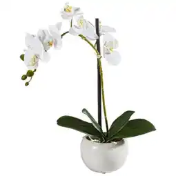 XXXLutz Ambia Kunstpflanze Angebot