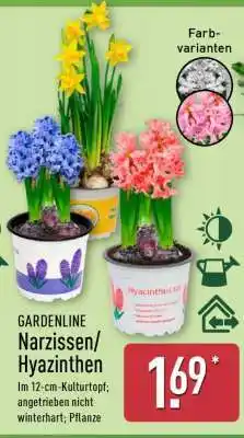 Aldi Nord GARDENLINE Narzissen/ Hyazinthen Angebot