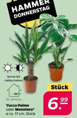 NETTO Yucca Palme oder Monstera Angebot