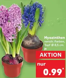 Kaufland Hyazinthen Angebot