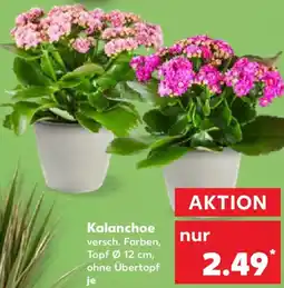 Kaufland Kalanchoe Angebot