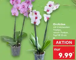 Kaufland Orchidee Angebot