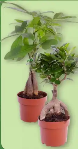 Aldi Nord Gardenline Ficus Ginseng Angebot