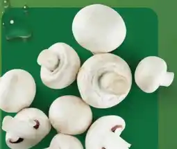 Aldi Nord Kulturchampignons Angebot