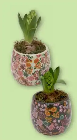 Aldi Nord Gardenline Hyazinthen Angebot