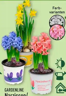 Aldi Nord Gardenline Narzissen Angebot