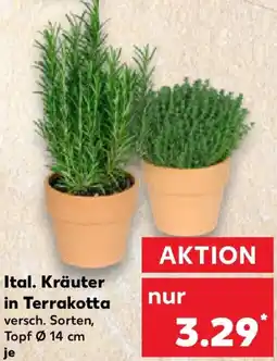Kaufland Ital. Kräuter in Terrakotta Angebot