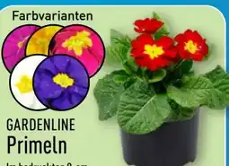 Aldi Nord Gardenline Primeln Angebot