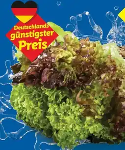 Lidl Multi-color Salat Angebot