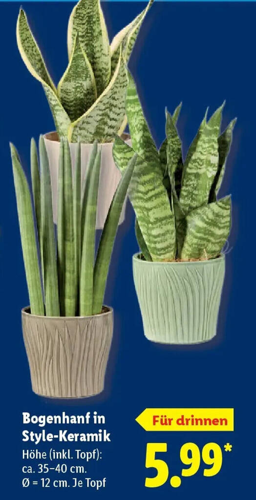 Bogenhanf in Style-Keramik Angebot bei Lidl