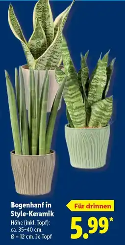 Lidl Bogenhanf in Style-Keramik Angebot