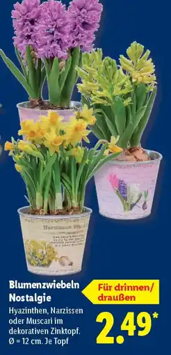Lidl Nostalgie Hyazinthen Angebot