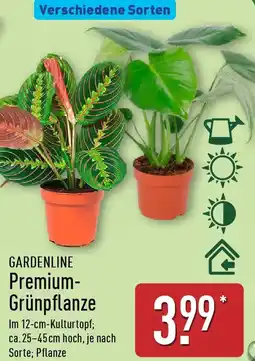Aldi Nord GARDENLINE Premium- Grünpflanze Angebot
