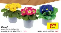 toom Baumarkt Primel Angebot