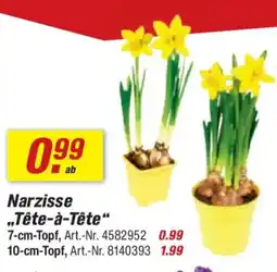 toom Baumarkt Narzisse „Tête-à-tête" Angebot
