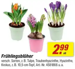 toom Baumarkt Frühlingsblüher Angebot