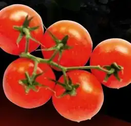 Handelshof Strauchtomaten Angebot