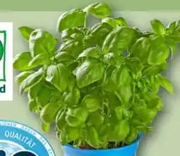 REWE Bio Basilikum im Topf Angebot