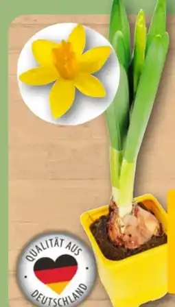 REWE Narzisse Tete-aTete Angebot