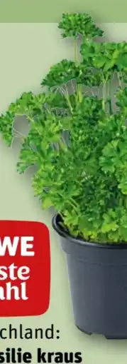 REWE Rewe Beste Wahl Petersilie kraus Angebot