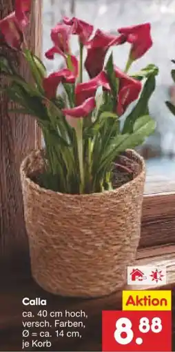 Netto Marken-Discount Calla Angebot