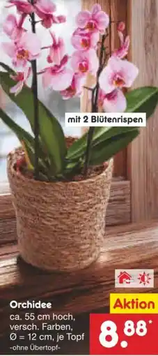 Netto Marken-Discount Orchidee Angebot