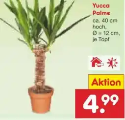 Netto Marken-Discount Yucca Palme Angebot