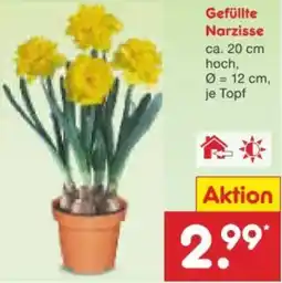 Netto Marken-Discount Gefüllte Narzisse Angebot