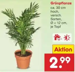 Netto Marken-Discount Grünpflanze Angebot