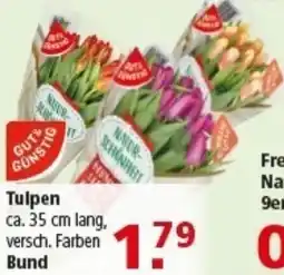 Multi Markt Tulpen Angebot