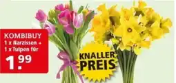 Multi Markt KOMBIBUY 1 x Narzissen + 1 x Tulpen Angebot