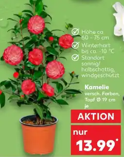 Kaufland Kamelie Angebot