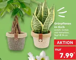 Kaufland Grünpflanze im Korb Angebot
