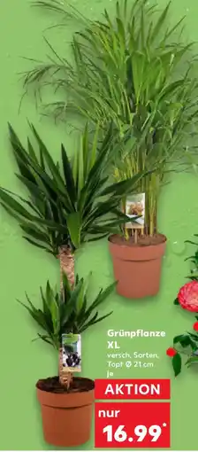Kaufland Grünpflanze XL Angebot
